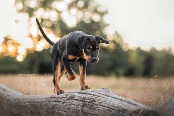 Zeigt mal die schönsten Bilder von euren Hunden !-Beitrag-Bild