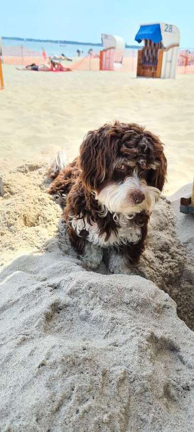 Die Dogorama Kalender Challenge Titelbild-Beitrag-Bild