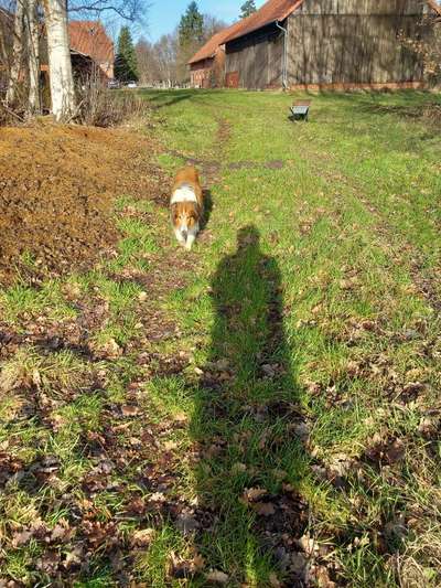 TierschutzhundeStammtisch🐕-Beitrag-Bild
