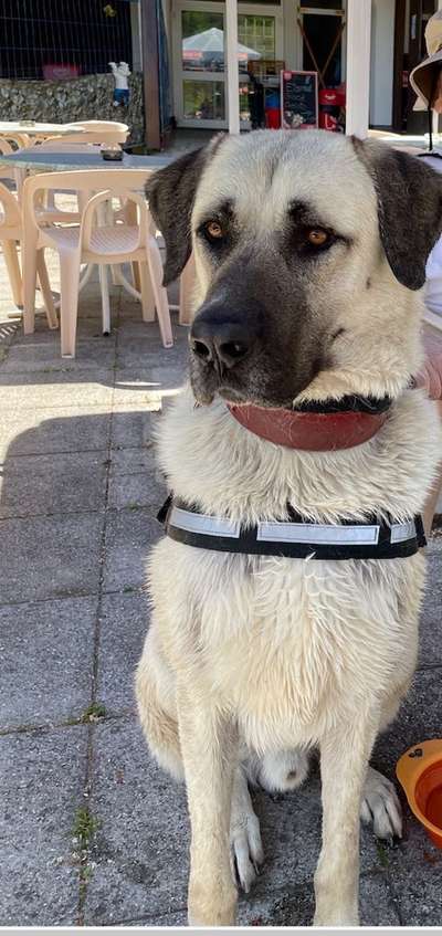 Kangal Fans ! ! ! !-Beitrag-Bild
