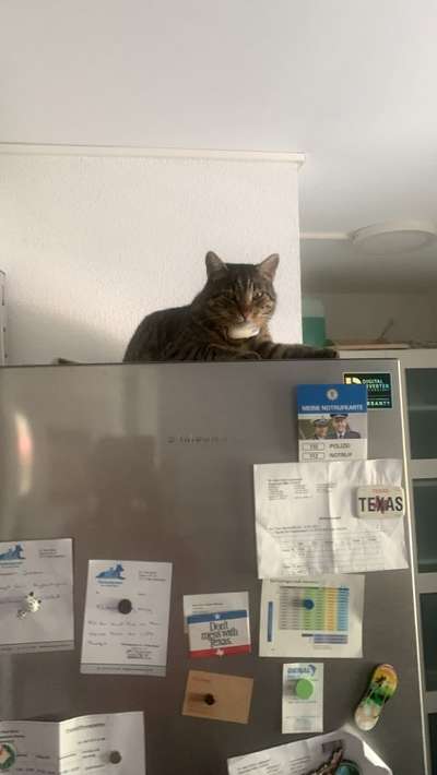 Kangal Fans ! ! ! !-Beitrag-Bild