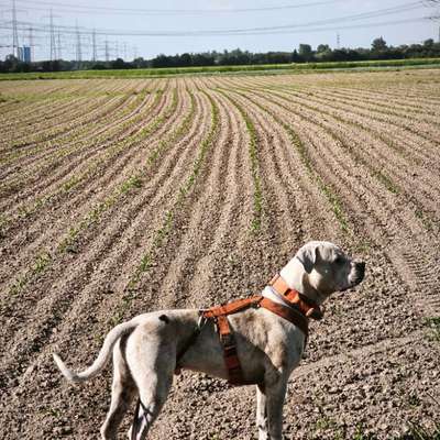 Hundetreffen-Spielkameraden gesucht-Bild