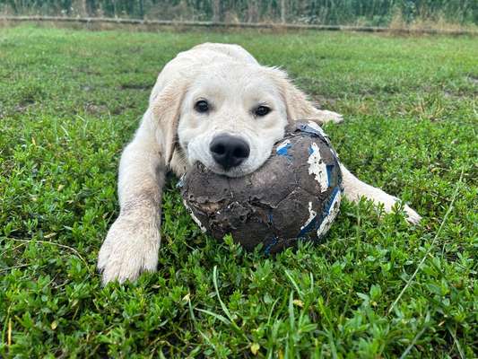 Hundetreffen-Hundetreffen in Sassenberg-Bild