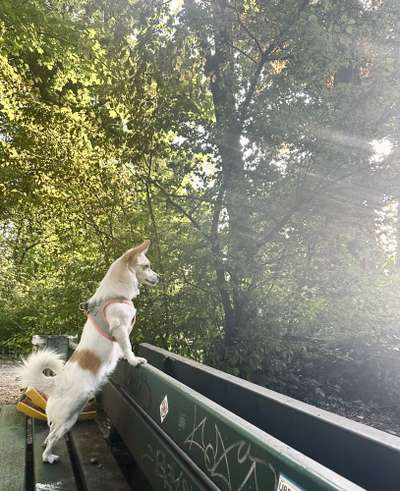 Dogorama Photo Challenge - Hündchen streckt dich-Beitrag-Bild