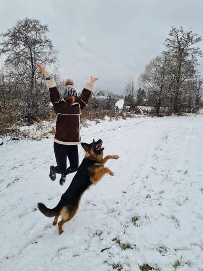 FOTO CHALLENGE 77 - Dein Hund im Spiel-Beitrag-Bild