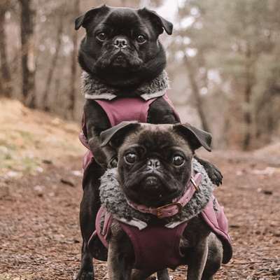 Hundetreffen-Spiel und Spaß Runde mit Kleinhunden-Bild