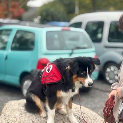 %{de_profession_title}-Hundeschule, Assistenzhundeschule,-Bild