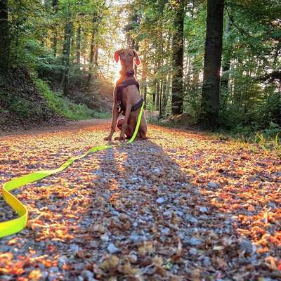 Hundetreffen-Gassirunde im Rudel - Luzern-Bild