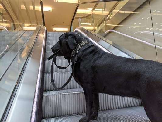 Rasseporträt Labrador-Beitrag-Bild