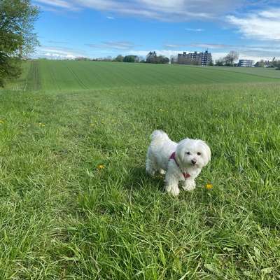 Hundetreffen-Luna (6) sucht Spielkamerad/in zum Toben und Gassi gehen in Remscheid-Bild