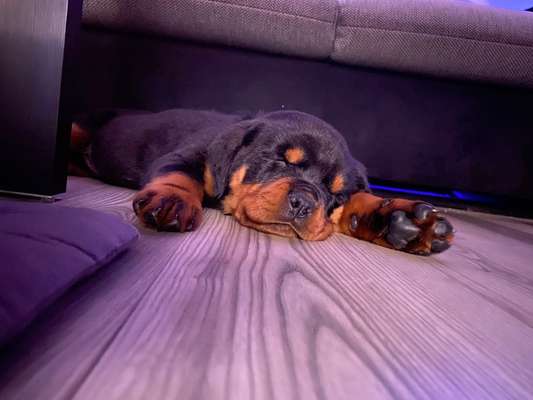 Welpen Bilder !-Beitrag-Bild