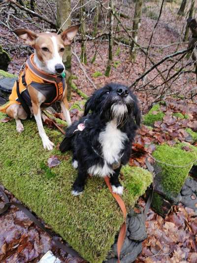 Dogorama Photo Challenge - Die besten Hundebuddys-Beitrag-Bild