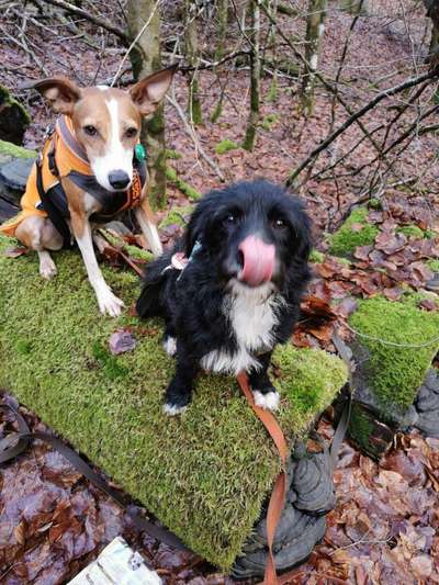Hund aus dem Spanischen Tierschutz-Beitrag-Bild