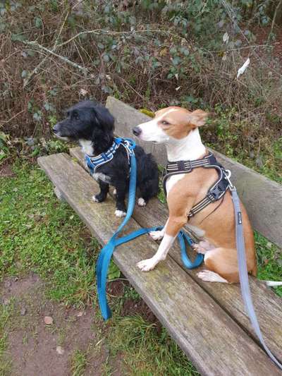 Hund aus dem Spanischen Tierschutz-Beitrag-Bild