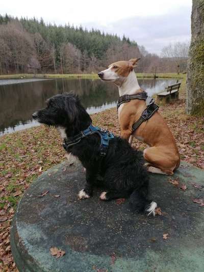 Windhundtreffen - PLZ-Beitrag-Bild