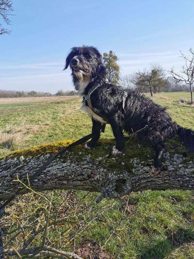 Mischlingshunde Foto Aufruf-Beitrag-Bild