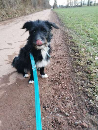 eure Spitznamen für die Vierbeiner-Beitrag-Bild