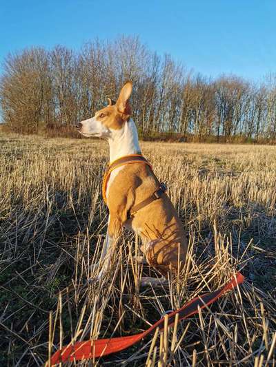 Dogorama Photo Challenge - Die besten Hundebuddys-Beitrag-Bild