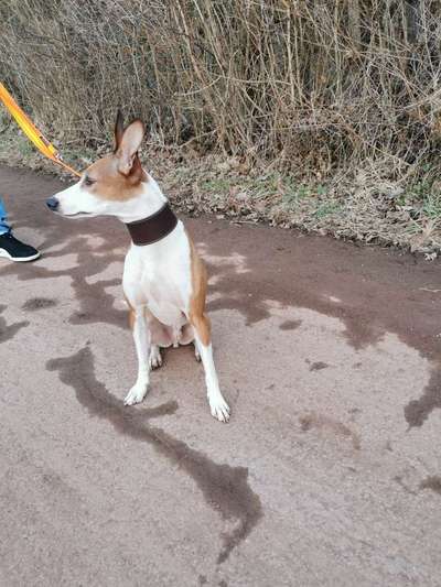 Podencomischling oder Podenco-Beitrag-Bild