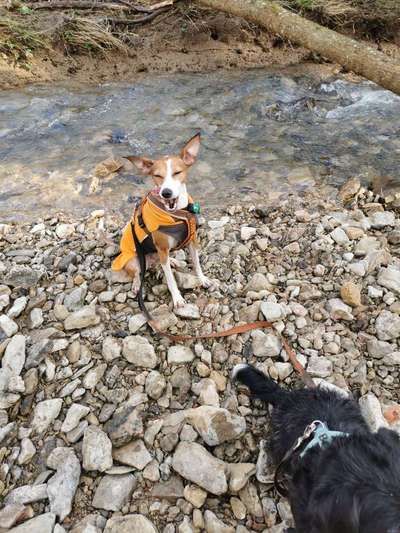 eure Spitznamen für die Vierbeiner-Beitrag-Bild