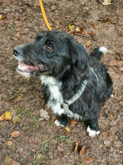 Dogorama Photo Challenge - Die besten Hundebuddys-Beitrag-Bild