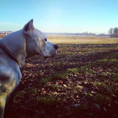 Dogo Argentino Freunde-Beitrag-Bild