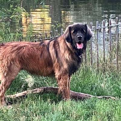 Hundetreffen-Leonberger