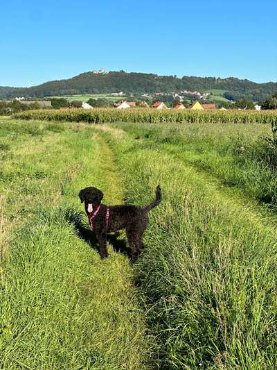 Hundetreffen-Gassi- und Spielrunde-Bild