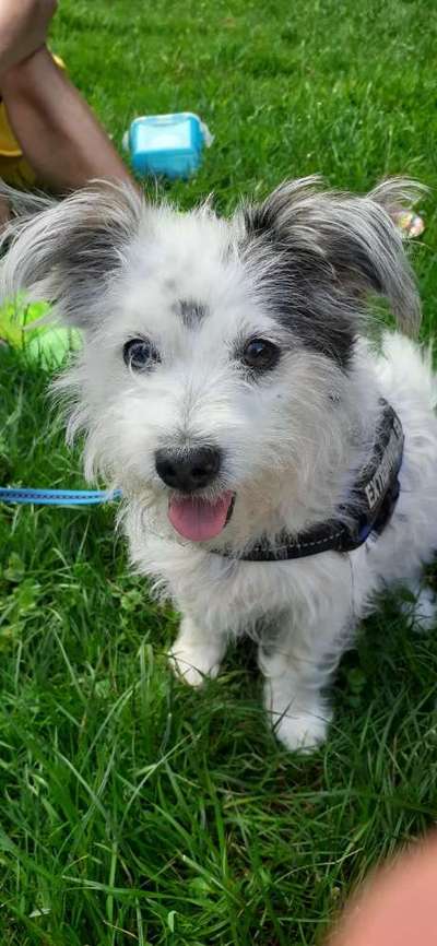 Mischlinge raten - Rätselspaß-Beitrag-Bild