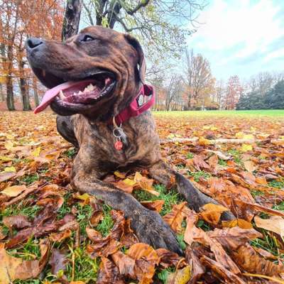 Mischlingshunde Foto Aufruf-Beitrag-Bild