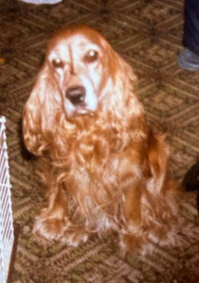 Unsere Fellnasen im Regenbogenland-Beitrag-Bild