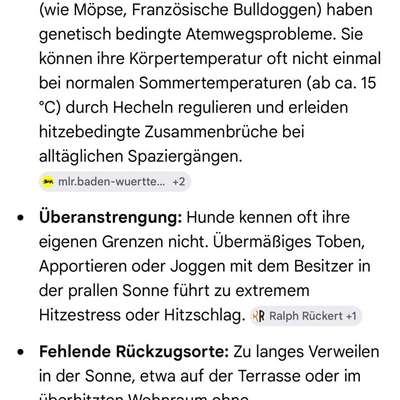 Warum sind meine Hunde bei Hitze so?-Beitrag-Bild
