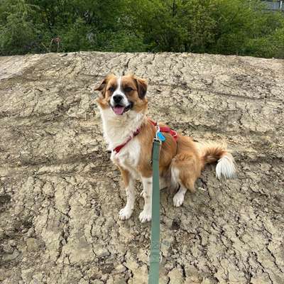 Tierschutzhunde suchen ein Zuhause-Beitrag-Bild