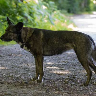 Schäferhund-Beitrag-Bild