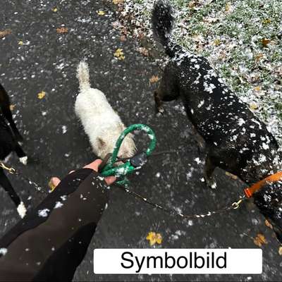 Leinenpöbeln verbessern!?.....(Ironisch gemeint)-Beitrag-Bild