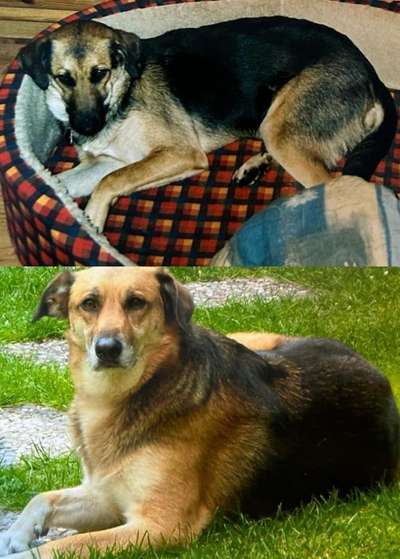 Unsere Fellnasen im Regenbogenland-Beitrag-Bild