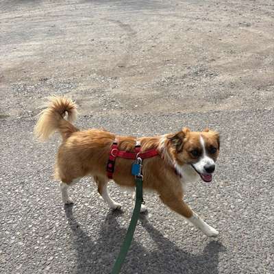 Tierschutzhunde suchen ein Zuhause-Beitrag-Bild