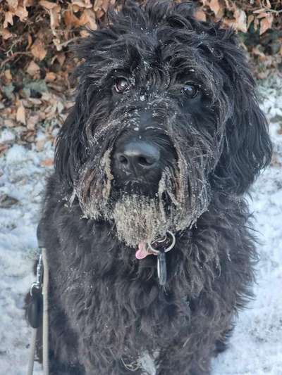 Dogorama Photo Challenge - Winterstimmung-Beitrag-Bild