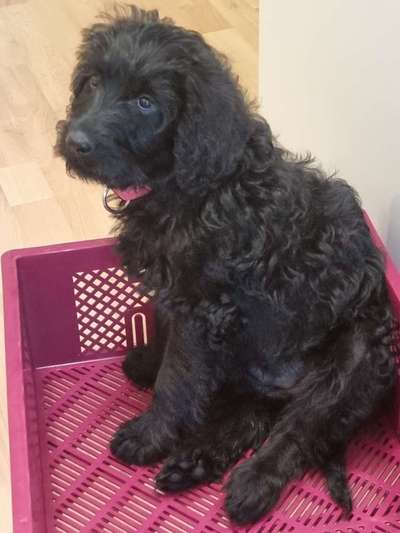 Welpen Bilder !-Beitrag-Bild