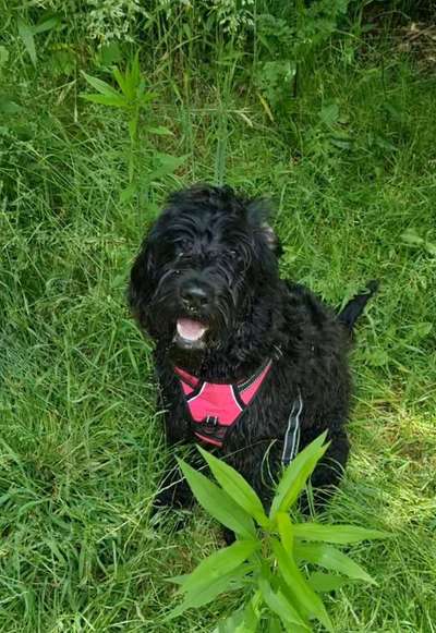 Labradorfans-Beitrag-Bild