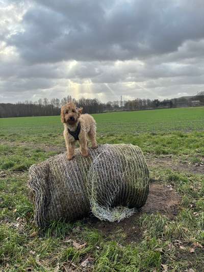 Hundetreffen-Social Walk-Bild