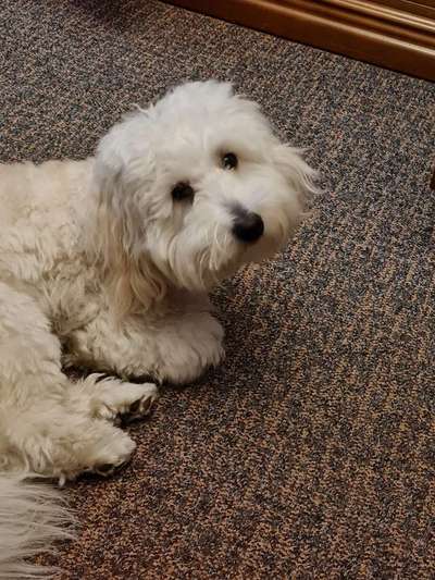 Dogorama Photo Challenge - Hundeblick zum hinschmelzen-Beitrag-Bild