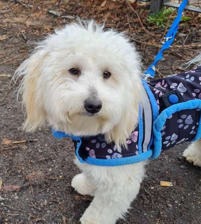 Maltipoo Freunde-Beitrag-Bild