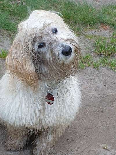 FOTOCHALLENGE 72 - Glücklicher Hund im Schmuddel-Look-Beitrag-Bild