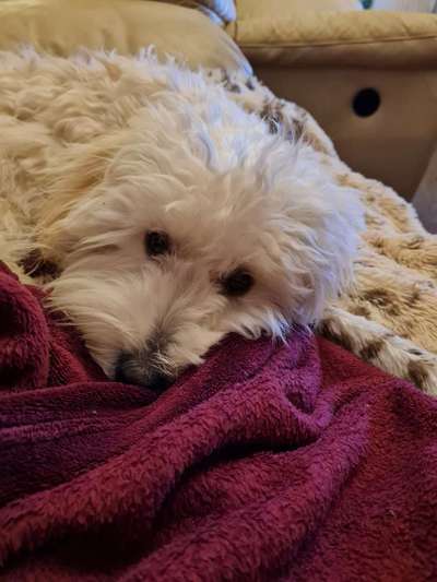 Maltipoo Freunde-Beitrag-Bild