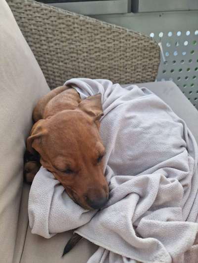 Rhodesian Ridgeback-Beitrag-Bild