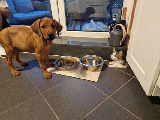 Rhodesian Ridgeback-Beitrag-Bild