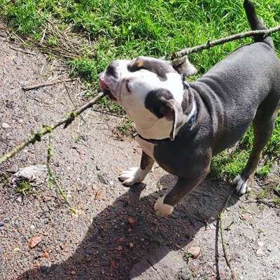 Hundetreffen-Suchen Spielkameraden 🙂-Bild