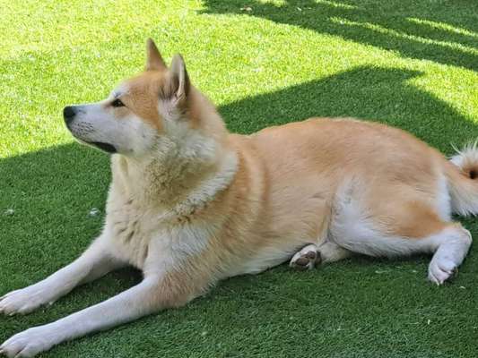 Hundetreffen-Social walk-Bild