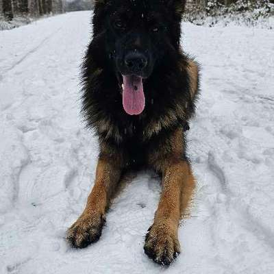 Hundetreffen-Gemeinsame Gassirunden-Bild